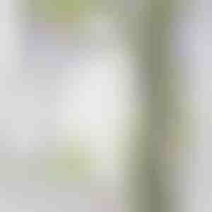 Клонка Глициния Цветна лоза | WISBLOOM