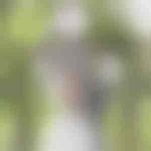 Клонка Глициния Цветна лоза | WISBLOOM