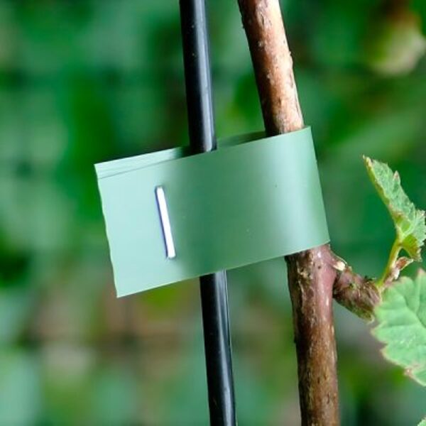 PLANTBRANDTAPE14959__280525
